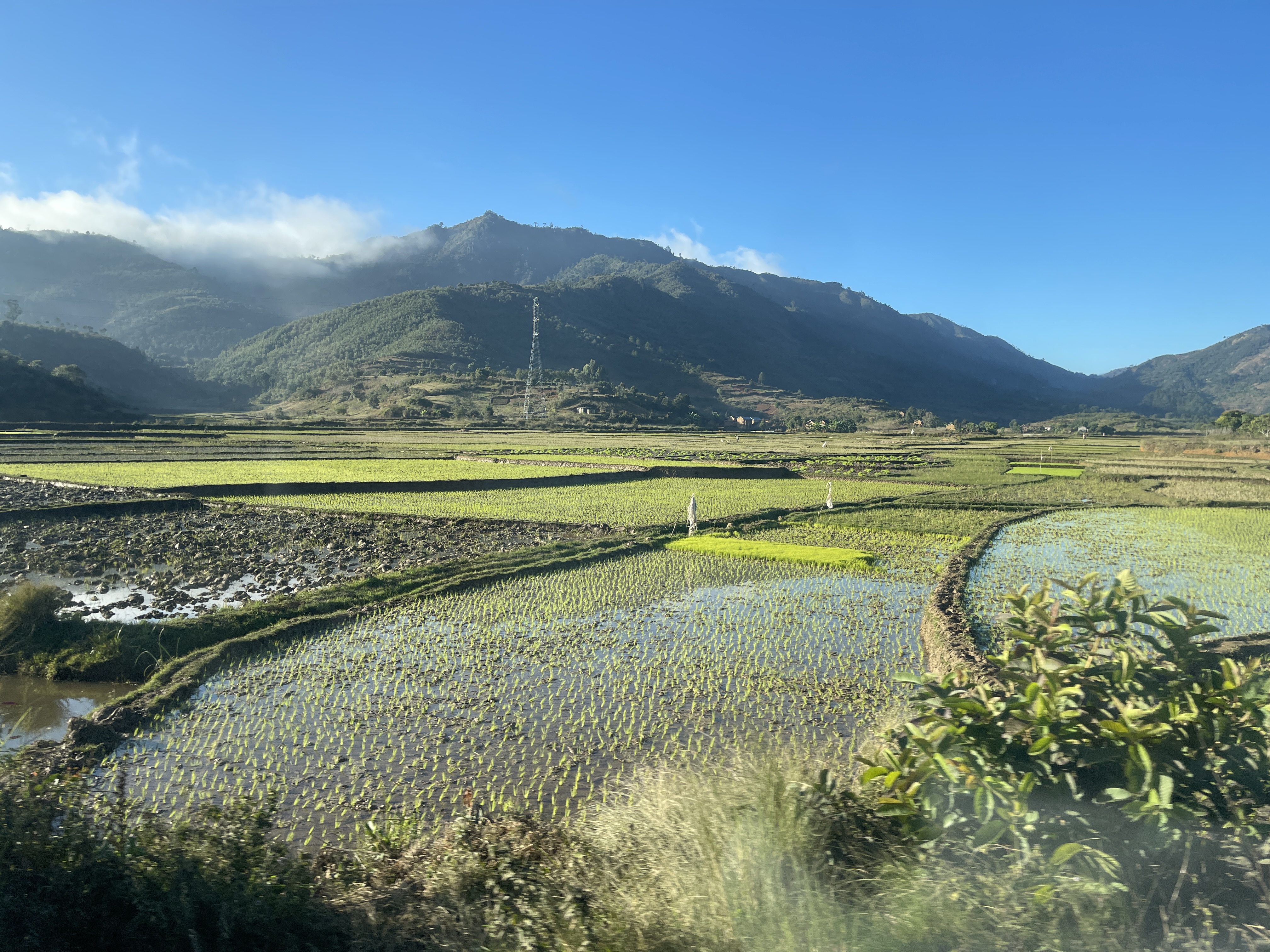 Rice fields near Moramanga, Madagascar with blue skies and mountains in the background